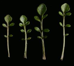 Cardamine reptans. Rosette leaves.
 Image: P.B. Heenan © Landcare Research 2019 CC BY 3.0 NZ